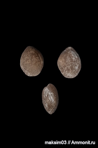 брахиоподы, кайнозой, Terebratulida