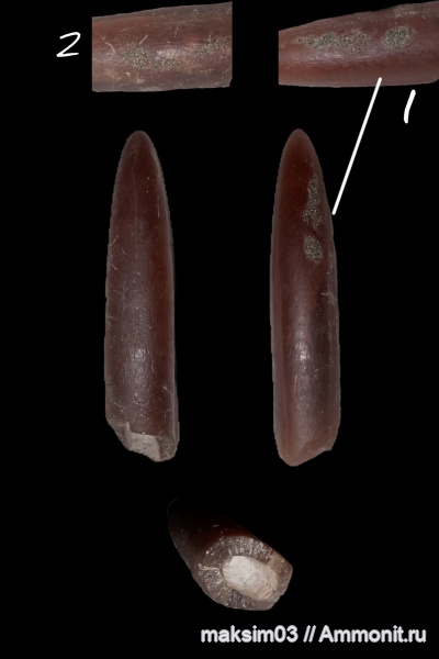 белемниты, мел, головоногие моллюски, Lagonibelus, forma aegra granulata, belemnites, lagonibelus magnificus