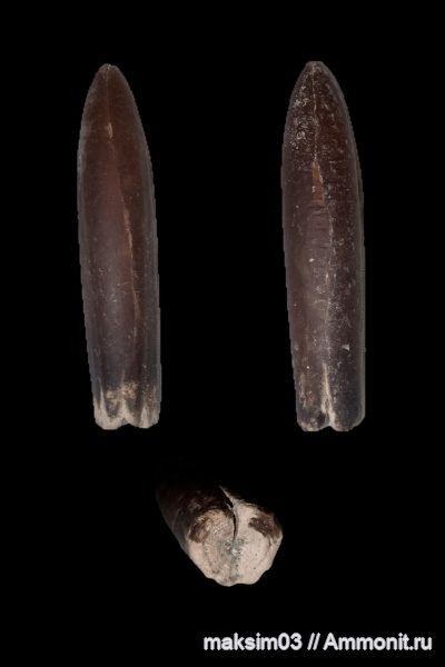 Belemnites