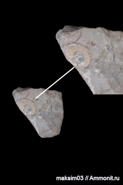 гастроподы, брюхоногие моллюски, Gastropoda, Straparollus