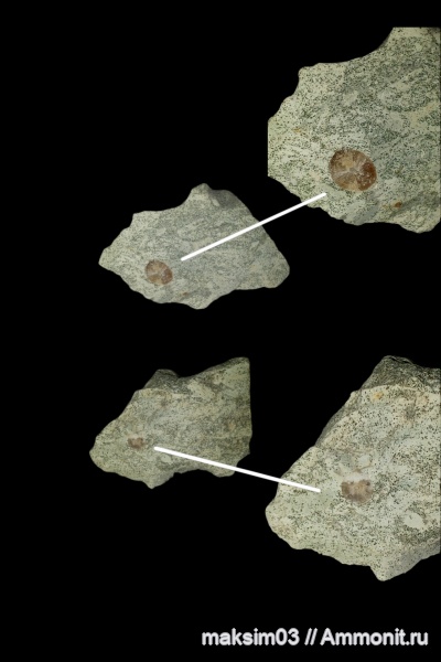 белемниты, головоногие моллюски, мезозой, cephalopoda, belemnites