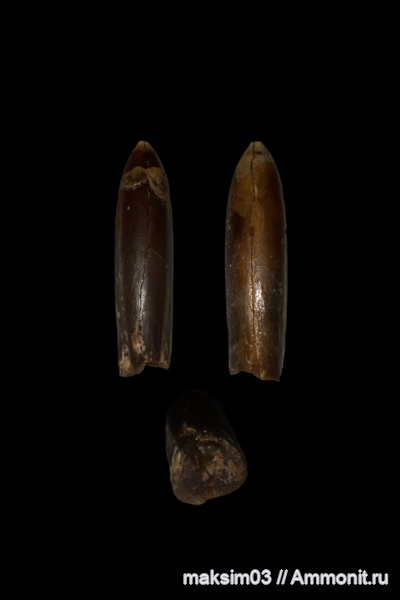 белемниты, мел, cephalopoda, belemnites