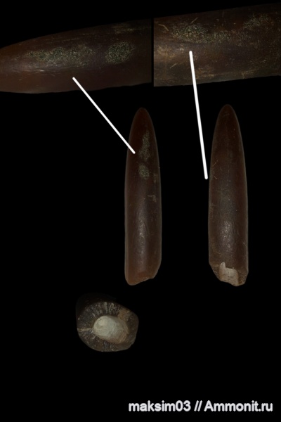 белемниты, мел, головоногие моллюски, Lagonibelus, forma aegra granulata, belemnites, lagonibelus magnificus