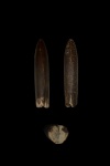 Belemnites