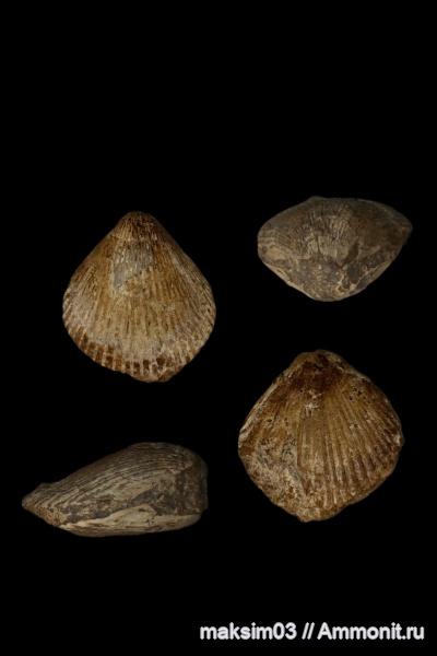 Brachiopods