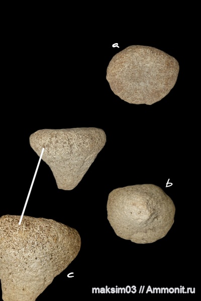 губки, Demospongia