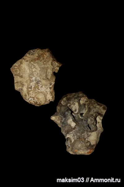 губки, меловой период, Plocoscyphia, hexactinellida, гексактинеллиды