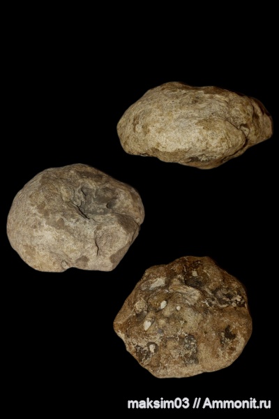 губки, мезозой, hexactinellida, Camerospongia, Camerospongiidae, гексактинеллиды