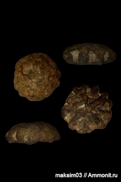 Губки из Саратовской Области