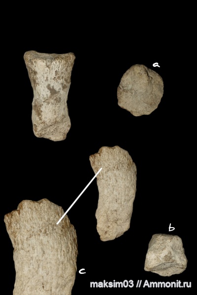 губки, мезозой, Ventriculitidae, Sororistirps, hexactinellida