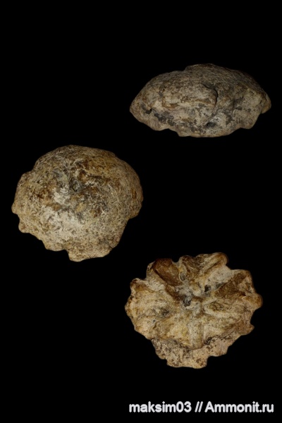 мел, губки, Porifera, Etheridgea, hexactinellida, гексактинеллиды