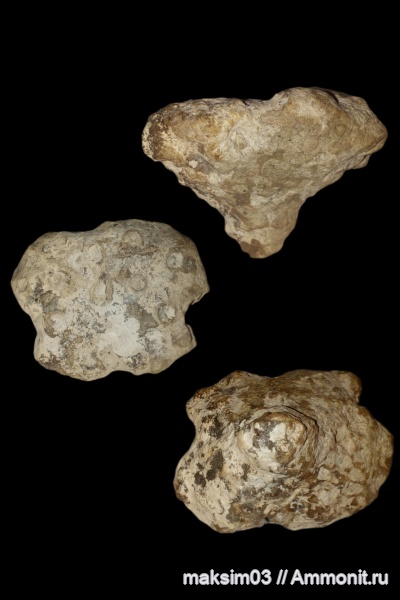 губки, меловой период, сантонский ярус, Tremabolites, hexactinellida, Lychniscosida