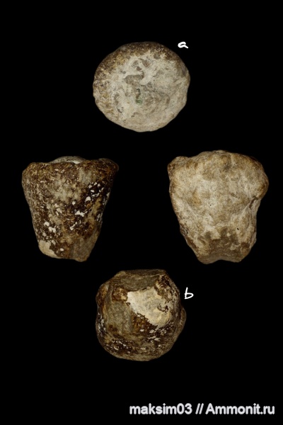 губки, сантонский ярус, Microblastium spinosum, hexactinellida, microblastiidae