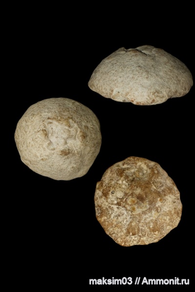 губки, мезозой, сеноман, hexactinellida, Camerospongiidae, гексактинеллиды