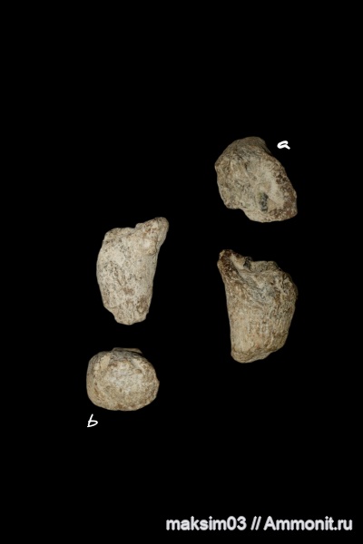губки, меловой период, Sororistirps, hexactinellida, Sororistirps radiatum, гексактинеллиды