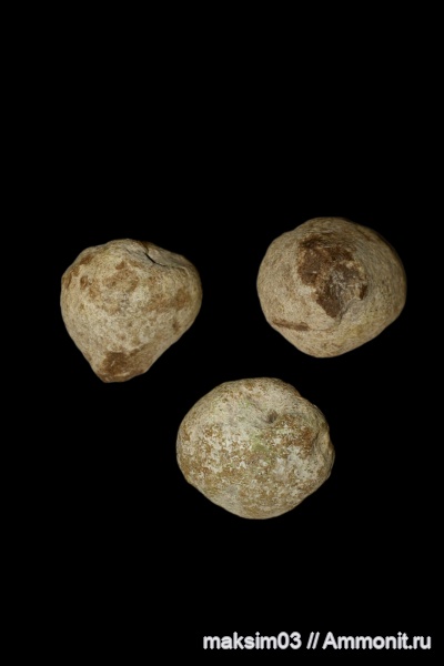 мел, губки, Porifera, Demospongia