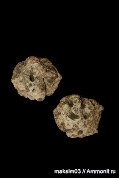 губки, Porifera, Plocoscyphia, hexactinellida, Callodictyonidae