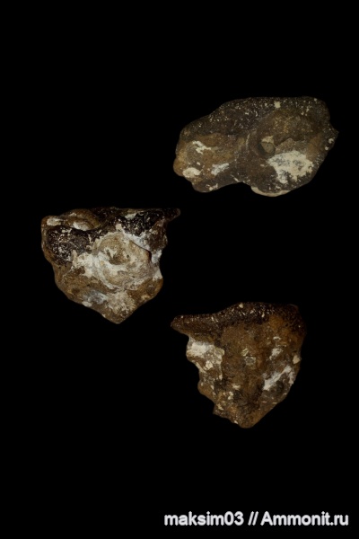 губки, Porifera, Ventriculites, hexactinellida