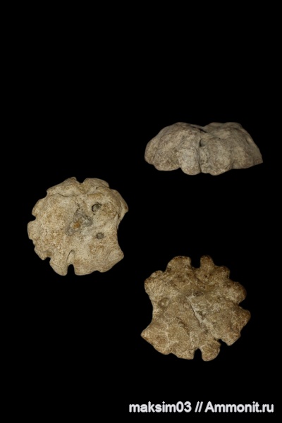 губки, Porifera, Coeloptychium, coeloptychidae, hexactinellida