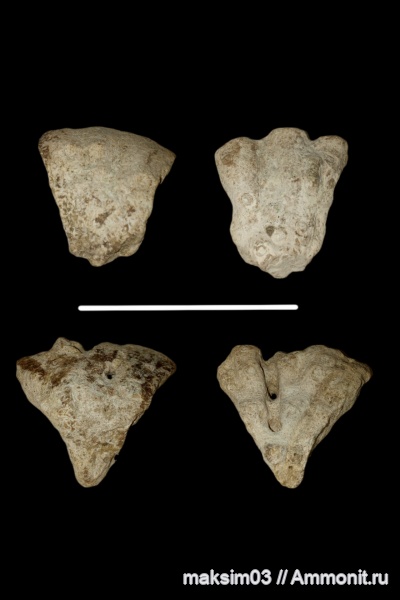 губки, Foliscyphia, hexactinellida