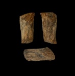 Часть стержня Rhizopoterion