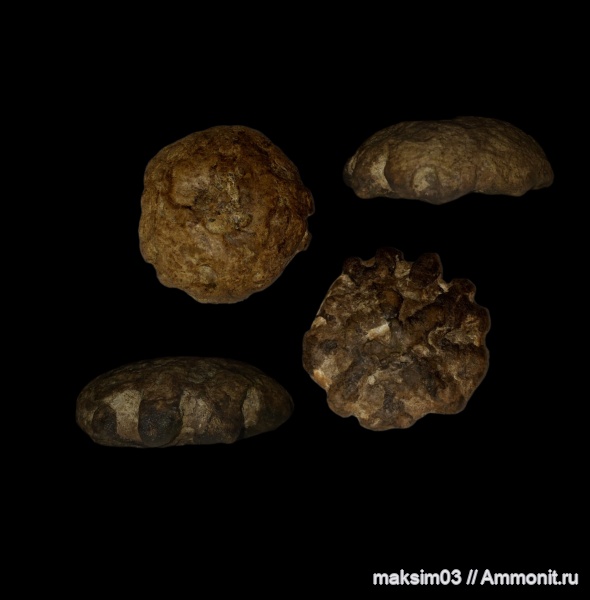 Губки из Саратовской Области