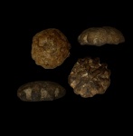 Губка из Хмелевского, Etheridgea goldfussi