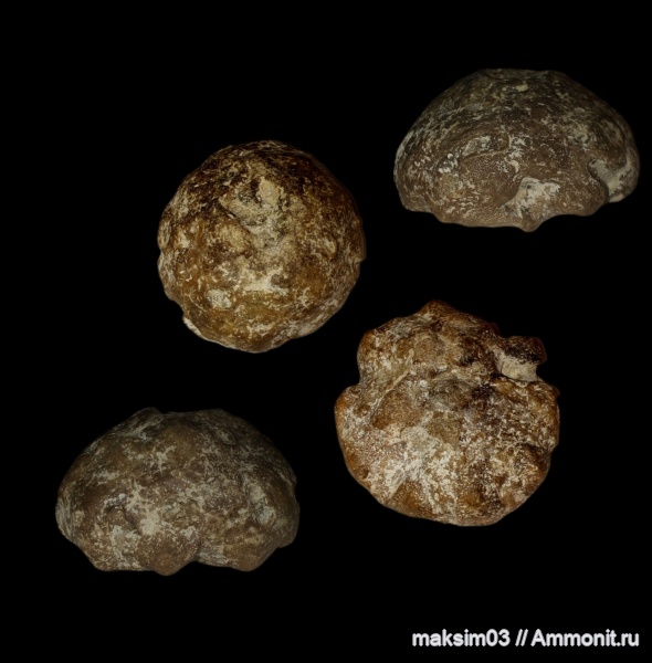 губки, Porifera, etheridgea goldfussi, hexactinellida, Cameroptychiidae