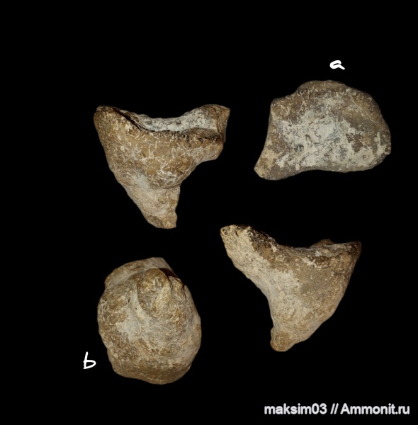 губки, меловой период, Ventriculitidae, Sporadoscinia, hexactinellida, Santonian, гексактинеллиды