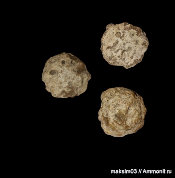 губки, меловой период, Plocoscyphia, Plocoscyphia ovale, hexactinellida, Callodictyonidae