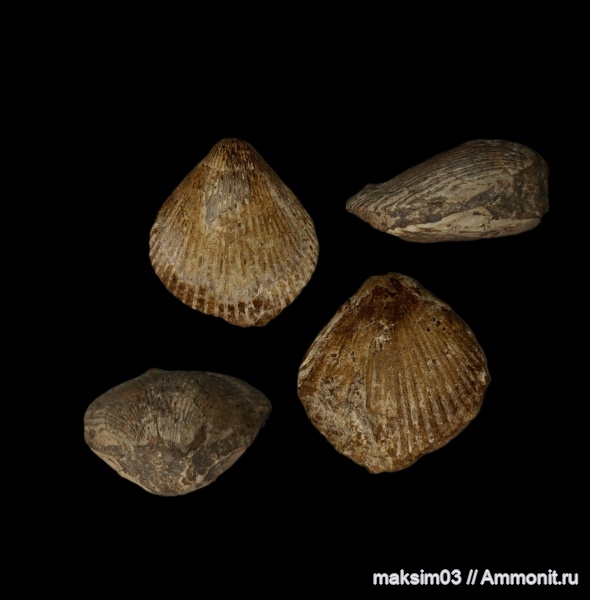 Брахиоподы, Гастроподы, и Двустворки