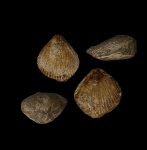 Целая Двустворка, Spondilus?