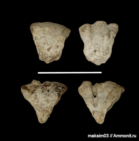 губки, Foliscyphia, hexactinellida