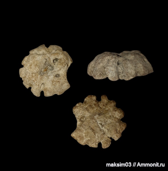 губки, Porifera, Coeloptychium, coeloptychidae, hexactinellida