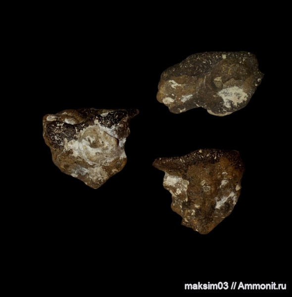 губки, Porifera, Ventriculites, hexactinellida