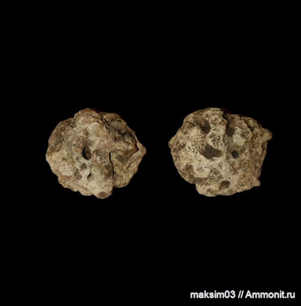 губки, Porifera, Plocoscyphia, hexactinellida, Callodictyonidae