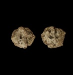 Plocoscyphia ovale 2