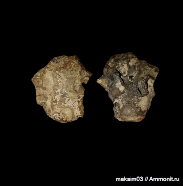 губки, меловой период, Plocoscyphia, hexactinellida, гексактинеллиды