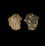 Окремненная губка 1,  Plocoscyphia?