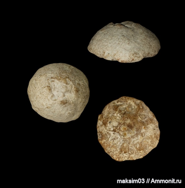 губки, мезозой, сеноман, hexactinellida, Camerospongiidae, гексактинеллиды