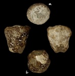 Microblastium spinosum