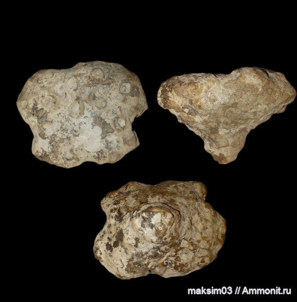 губки, меловой период, сантонский ярус, Tremabolites, hexactinellida, Lychniscosida