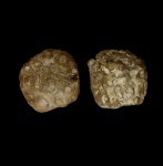 Tremabolites Megastoma (Roemer 1840)