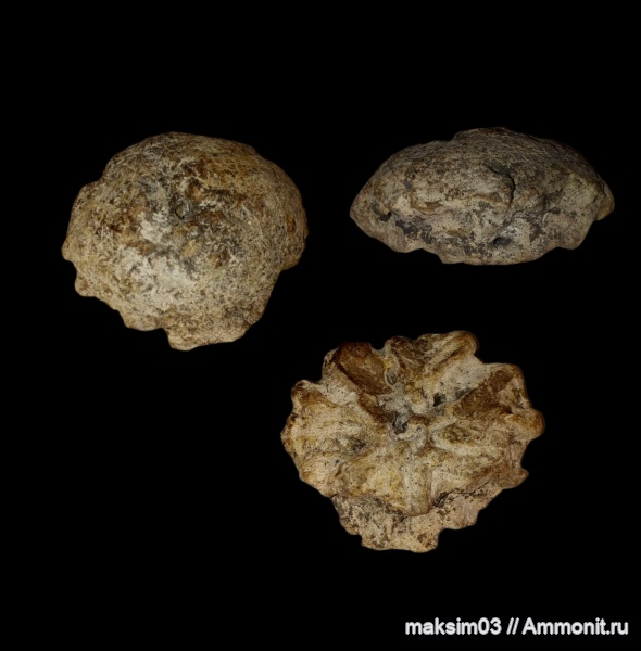 мел, губки, Porifera, Etheridgea, hexactinellida, гексактинеллиды