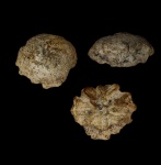 Губка из Хмелевского, Etheridgea sp.