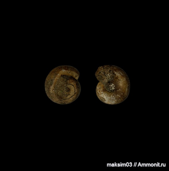 гастроподы, Gastropoda