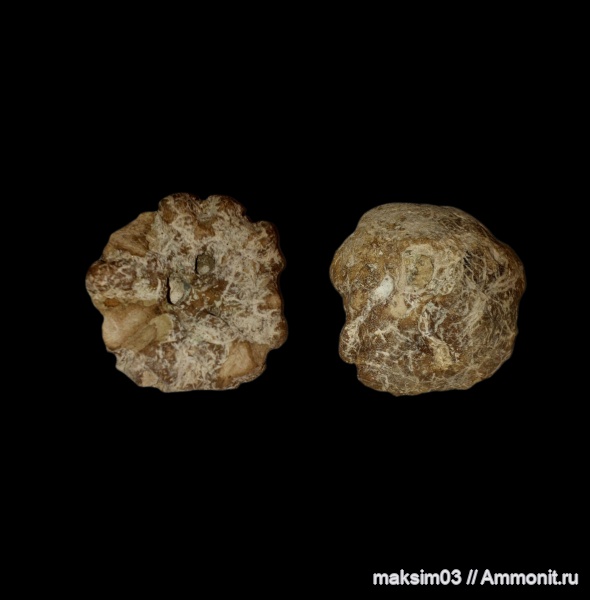 губки, Porifera, Etheridgea, coeloptychidae, hexactinellida