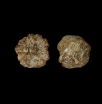 Etheridgea sp. из Хмелевского