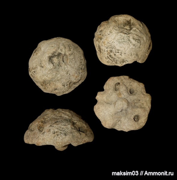 губки, Porifera, Etheridgea, coeloptychidae, hexactinellida