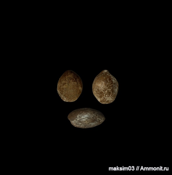 брахиоподы, кайнозой, Terebratulida